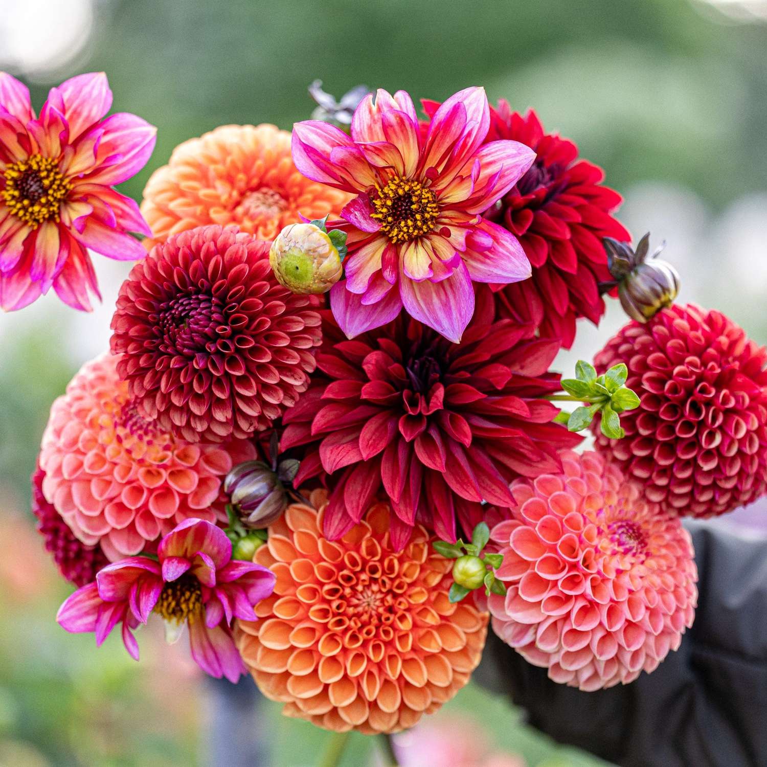 Daaliasekoitus 'Copper Cuddle'